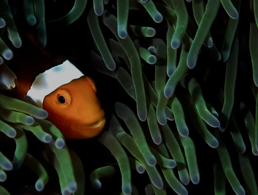 Clownfish