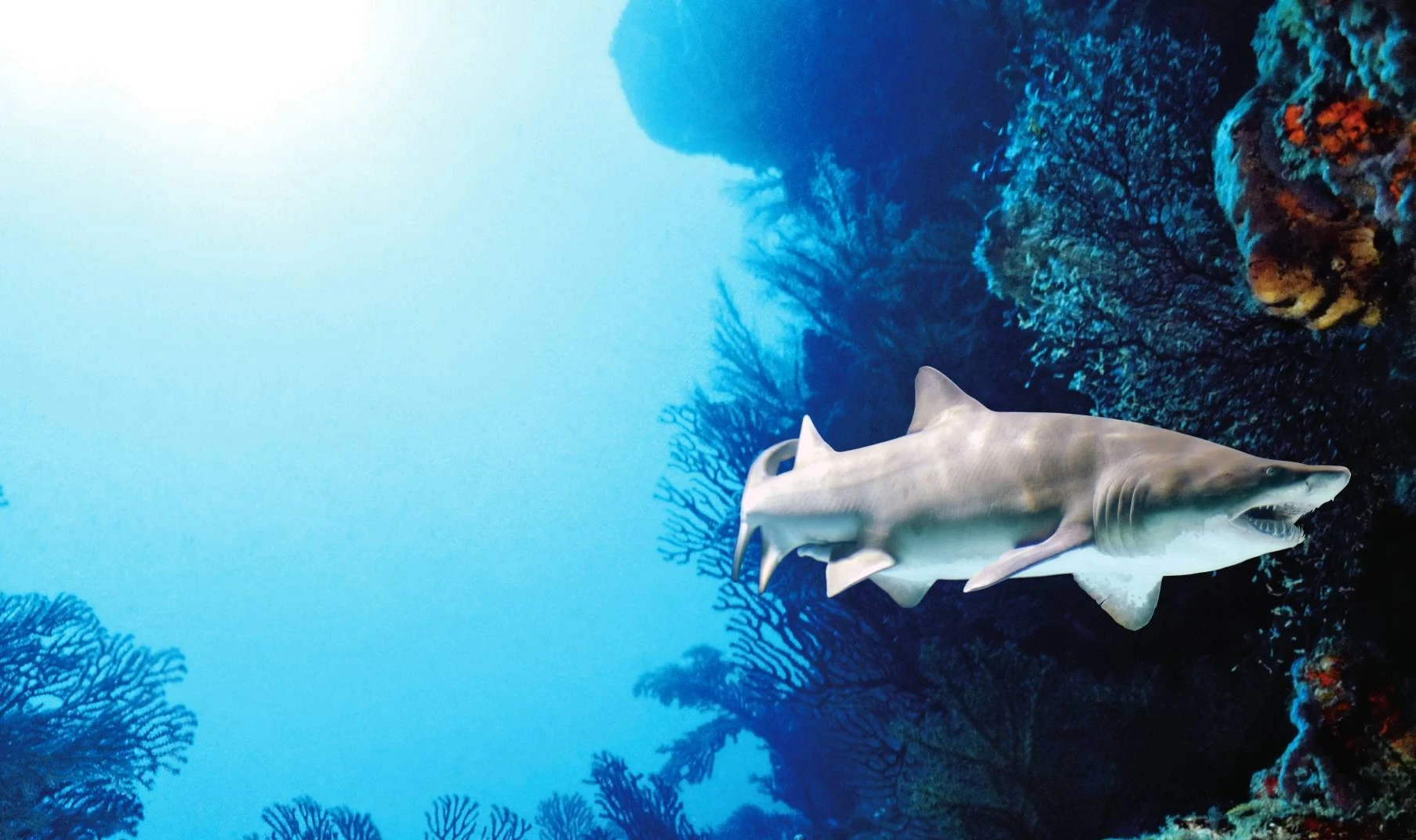 Shark with Coral