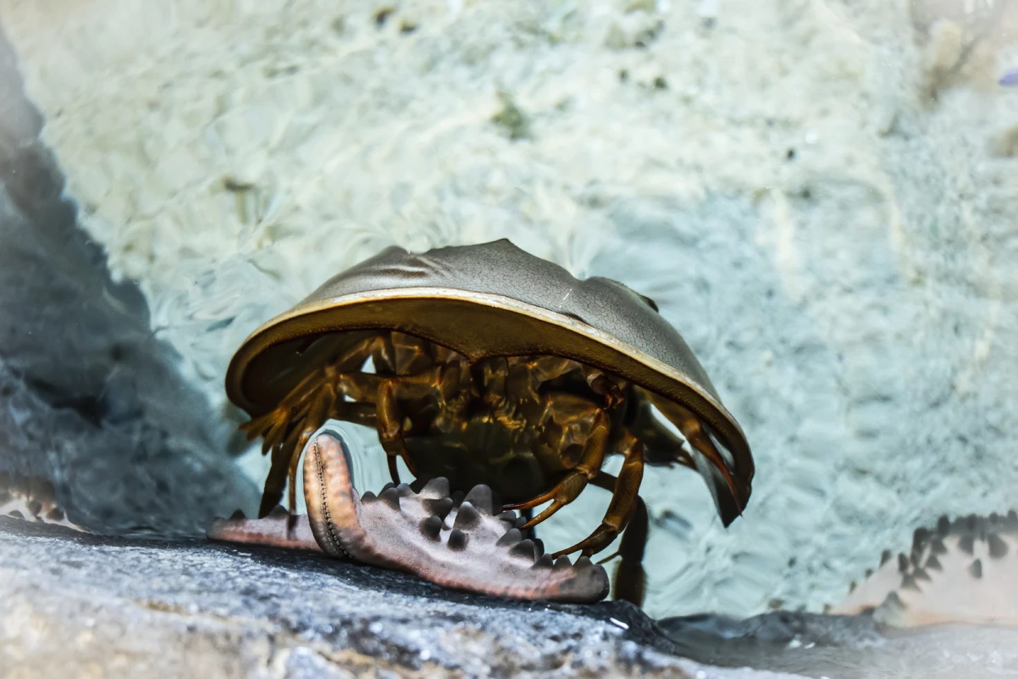 Horseshoe Crab