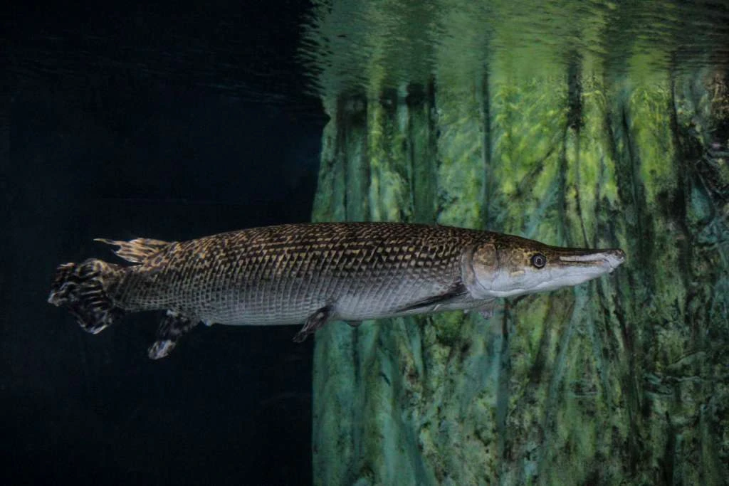 Alligator Garfish