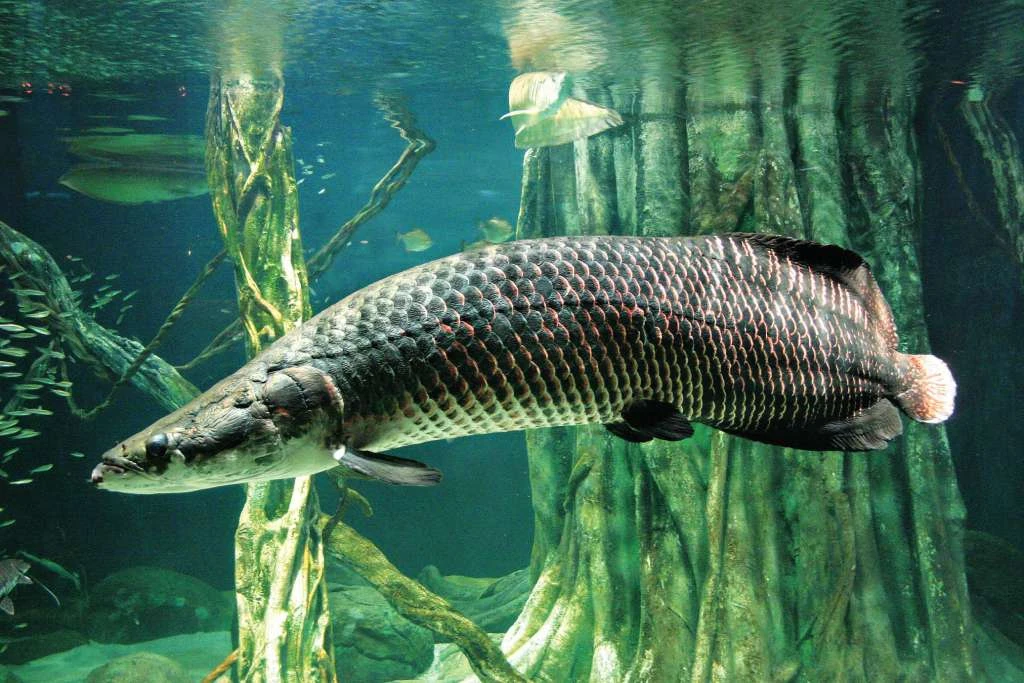 Arapaima