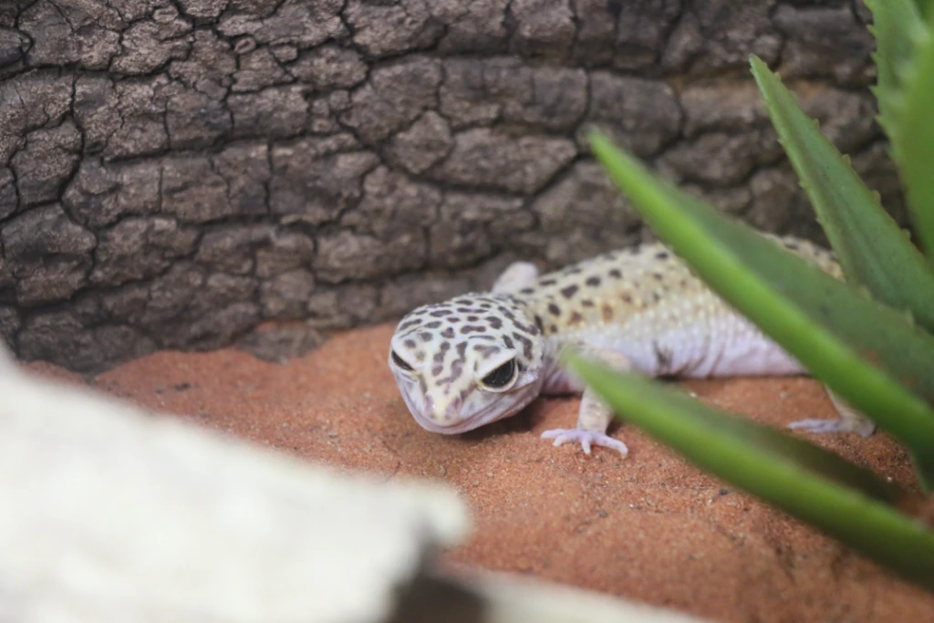 Tokay Gecko