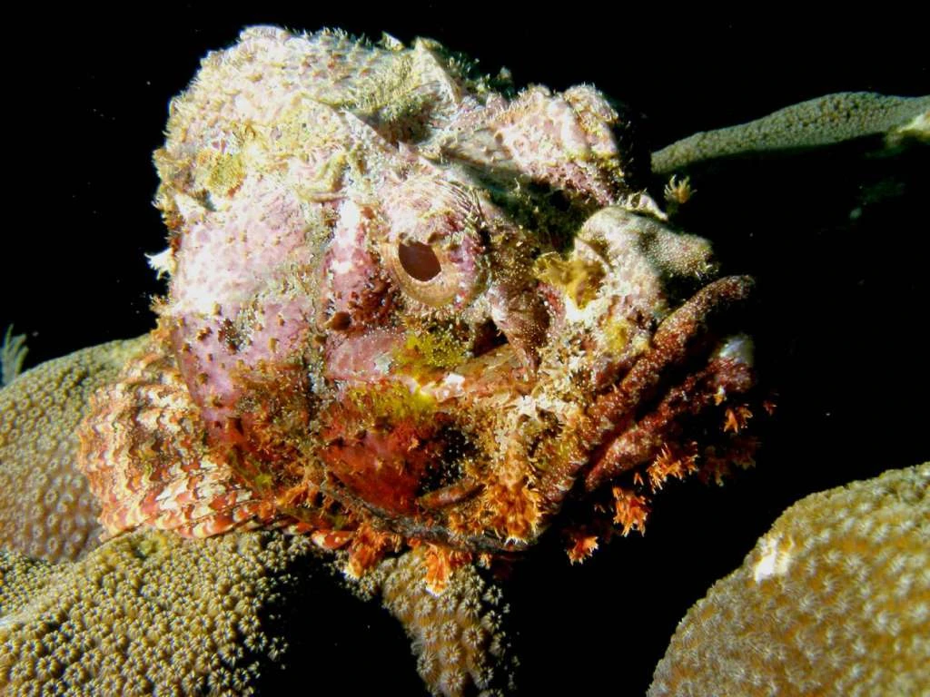 Reef Stonefish