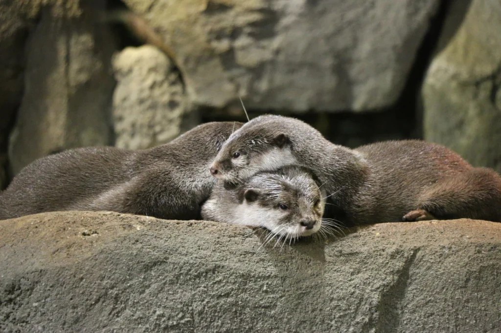 Asian Small-clawed Otter