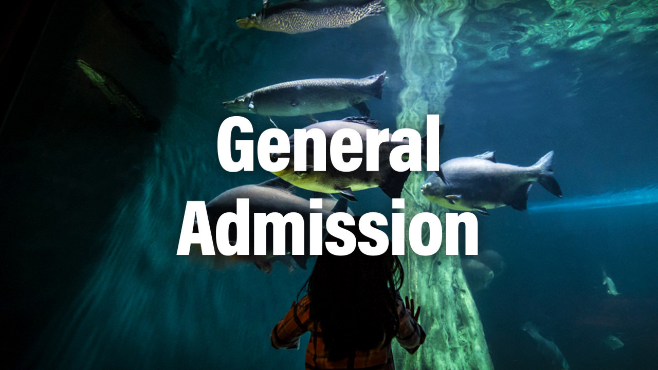 General Admission