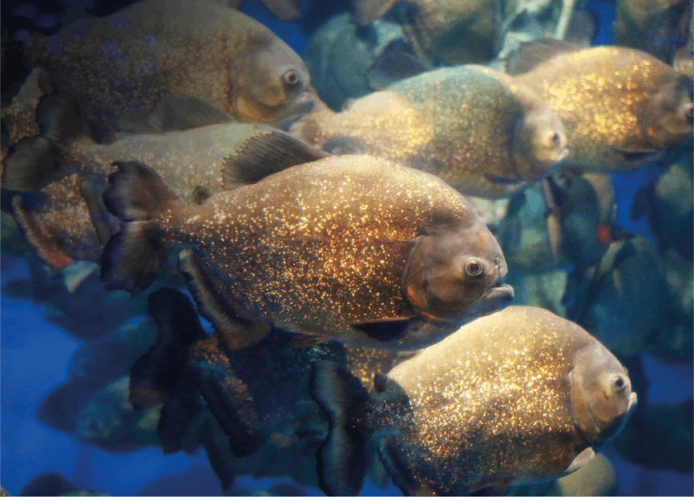 Red-bellied Piranha