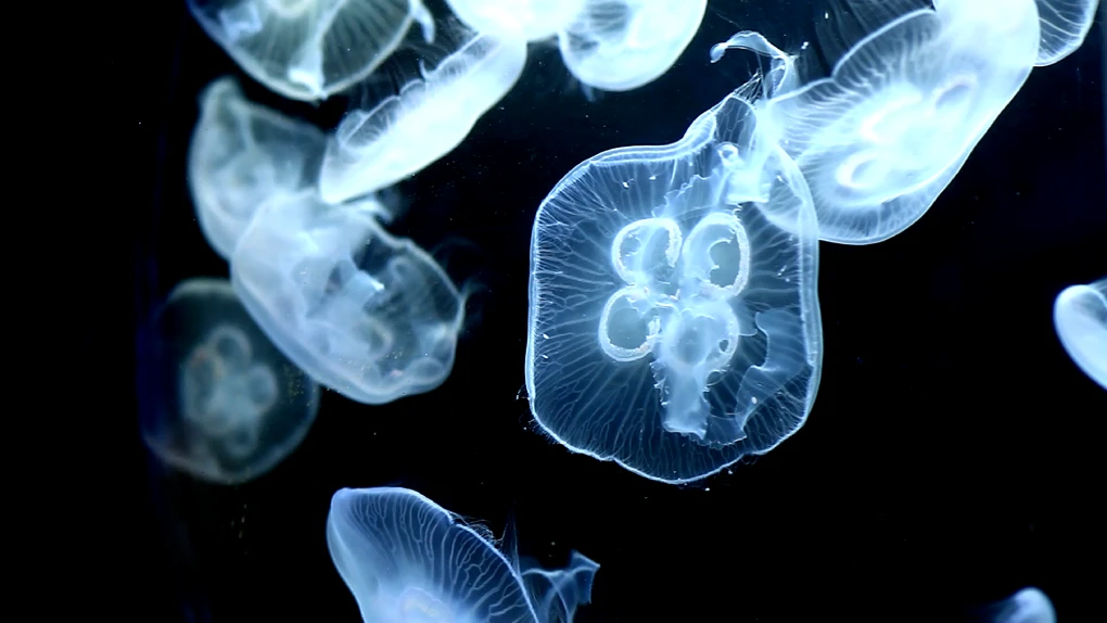 Moon Jelly