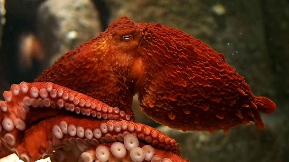 Octopus